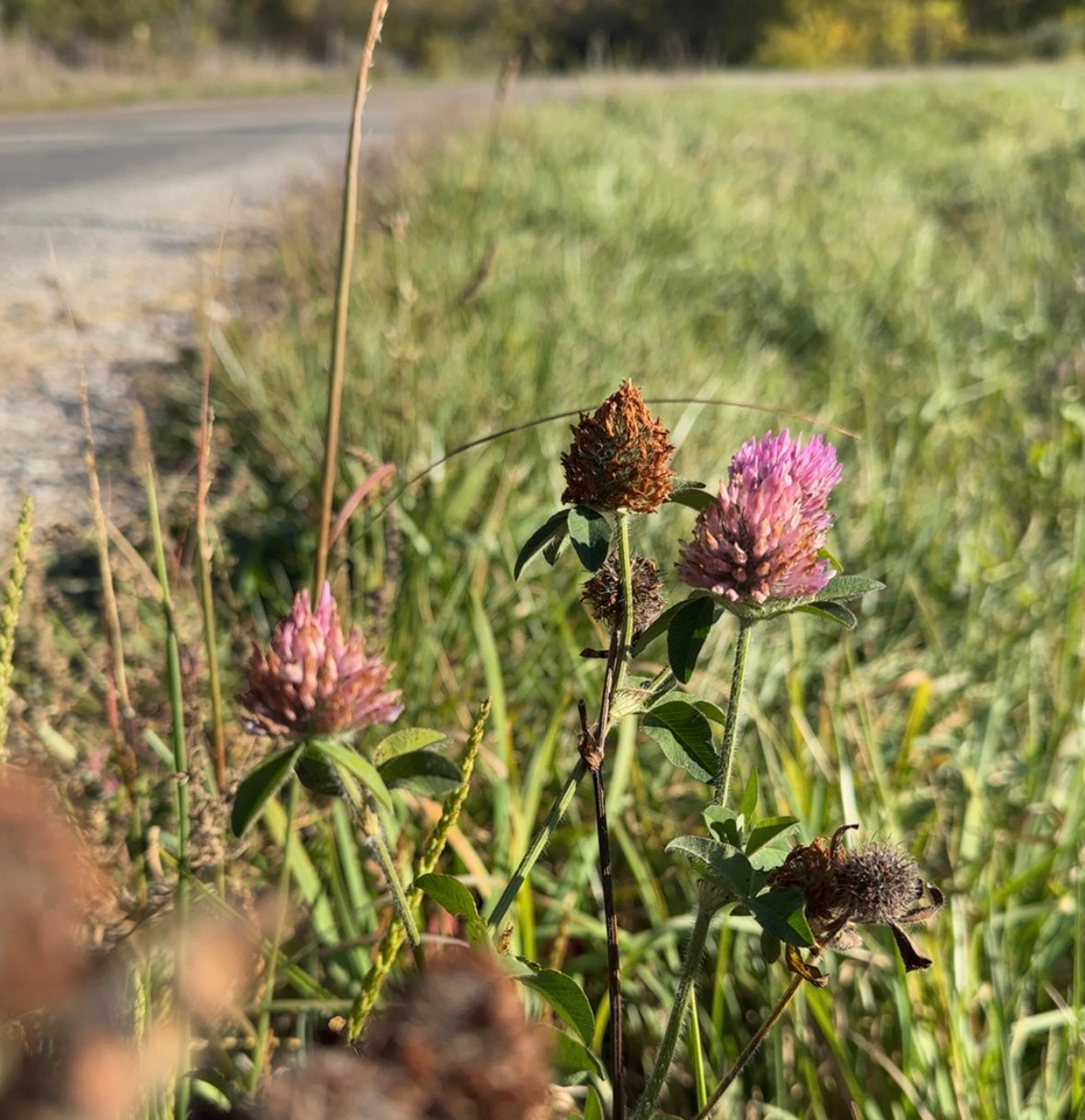 Fading Blooms Set